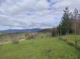  Terreno (Parcela) en venta en Hualane, Curicó, Hualane