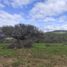  Terreno (Parcela) en venta en Hualane, Curicó, Hualane