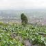  Terrain for sale in Tabanan, Bali, Baturiti, Tabanan