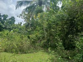  Land for sale in Dauis, Bohol, Dauis