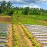  Land for sale in Ubay, Central Visayas, Ubay, Bohol