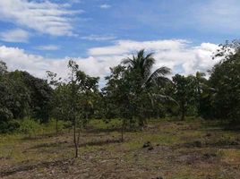  Terrain for sale in Davao del Norte, Davao, Island Garden Samal City, Davao del Norte