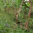  Land for sale in Santo Domingo De Los Colorados, Santo Domingo De Los Tsachilas, Santo Domingo De Los Colorados, Santo Domingo, Santo Domingo De Los Tsachilas