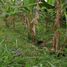  Land for sale in Santo Domingo De Los Colorados, Santo Domingo De Los Tsachilas, Santo Domingo De Los Colorados, Santo Domingo, Santo Domingo De Los Tsachilas
