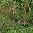  Land for sale in Santo Domingo De Los Colorados, Santo Domingo De Los Tsachilas, Santo Domingo De Los Colorados, Santo Domingo, Santo Domingo De Los Tsachilas