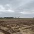  Terrain for sale in Ica, Tambo De Mora, Chincha, Ica