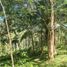  Land for sale in Sugbongcogon, Misamis Oriental, Sugbongcogon