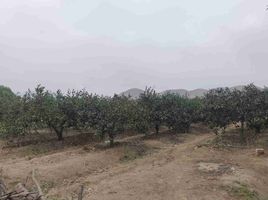  Land for sale in Huaral, Lima, Huaral, Huaral