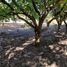  Terreno (Parcela) en venta en Chile, Quilago, Biobío, Biobío, Chile