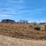  Land for sale in Amatitan, Jalisco, Amatitan