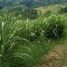  Land for sale in Bukidnon, Northern Mindanao, Valencia City, Bukidnon