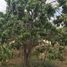  Terreno (Parcela) en venta en Piura, Piura, Piura, Piura, Piura