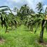  Land for sale in Alfonso, Calabarzon, Alfonso