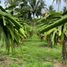  Land for sale in Alfonso, Calabarzon, Alfonso