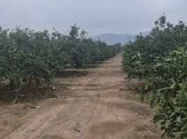  Terreno (Parcela) en venta en Huaral, Lima, Huaral, Huaral