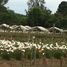  Land for sale in Chile, Freire, Cautin, Araucania, Chile