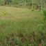  Land for sale in Alcantara, Cebu, Alcantara