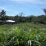  Terrain for sale in Dauin, Negros Oriental, Dauin