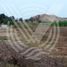  Terreno (Parcela) en venta en Asia, Lima, Asia