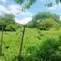  Land for sale in Compostela, Nayarit, Compostela