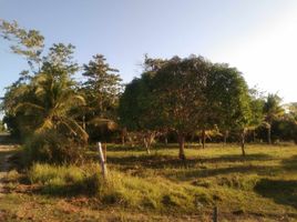  Grundstück zu verkaufen in Dauis, Central Visayas, Dauis