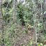  Terreno (Parcela) en venta en Cancún, Quintana Roo, Cancún