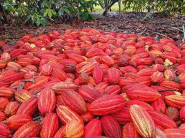  Terreno (Parcela) en venta en Santa Elena, Santa Elena, Santa Elena