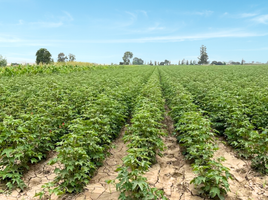  Terreno (Parcela) en venta en Ica, San Clemente, Pisco, Ica