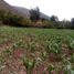  Terrain for sale in Urubamba, Cusco, Urubamba, Urubamba