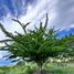  Land for sale in Tlayacapan, Morelos, Tlayacapan