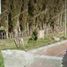  Terreno (Parcela) en venta en Cogua, Cundinamarca, Cogua