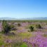  Land for sale in Chile, Coquimbo, Elqui, Coquimbo, Chile
