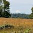  Land for sale in Chile, Los Muermos, Llanquihue, Los Lagos, Chile
