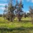  Terreno (Parcela) en venta en Cardenal Caro, Libertador General Bernardo O'Higgins, Litueche, Cardenal Caro