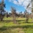  Terreno (Parcela) en venta en Cardenal Caro, Libertador General Bernardo O'Higgins, Litueche, Cardenal Caro