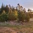  Terreno (Parcela) en venta en Cardenal Caro, Libertador General Bernardo O'Higgins, Pichilemu, Cardenal Caro