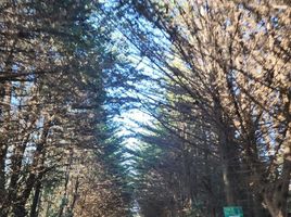  Terreno (Parcela) en venta en Cardenal Caro, Libertador General Bernardo O'Higgins, Pichilemu, Cardenal Caro