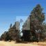  Terreno (Parcela) en venta en Ñuble, San Nicolas, Punilla, Ñuble