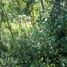  Land for sale in Chile, Mariquina, Valdivia, Los Rios, Chile