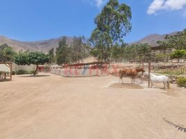  Land for sale in Calango, Cañete, Calango