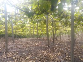  Land for sale in San Martin, San Antonio, San Martin, San Martin