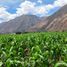  Grundstück zu verkaufen in Urubamba, Cusco, Yucay