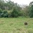  Terreno (Parcela) en venta en Xico, Veracruz, Xico