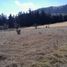  Land for sale in Patzcuaro, Michoacan, Patzcuaro