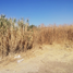 在Irapuato, Guanajuato出售的 土地, Irapuato