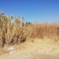 在Irapuato, Guanajuato出售的 土地, Irapuato