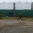  Terreno (Parcela) en venta en Asia, Lima, Asia