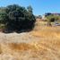  Land for sale in Maule, Pelluhue, Cauquenes, Maule