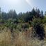  Terreno (Parcela) en venta en Biobío, Cabrero, Biobío, Biobío