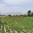  Land for sale in Pachacamac, Lima, Pachacamac